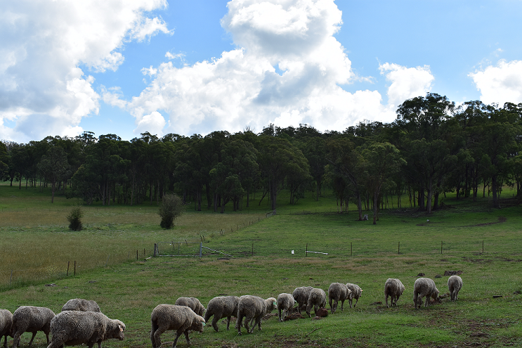 Sheep in paddock